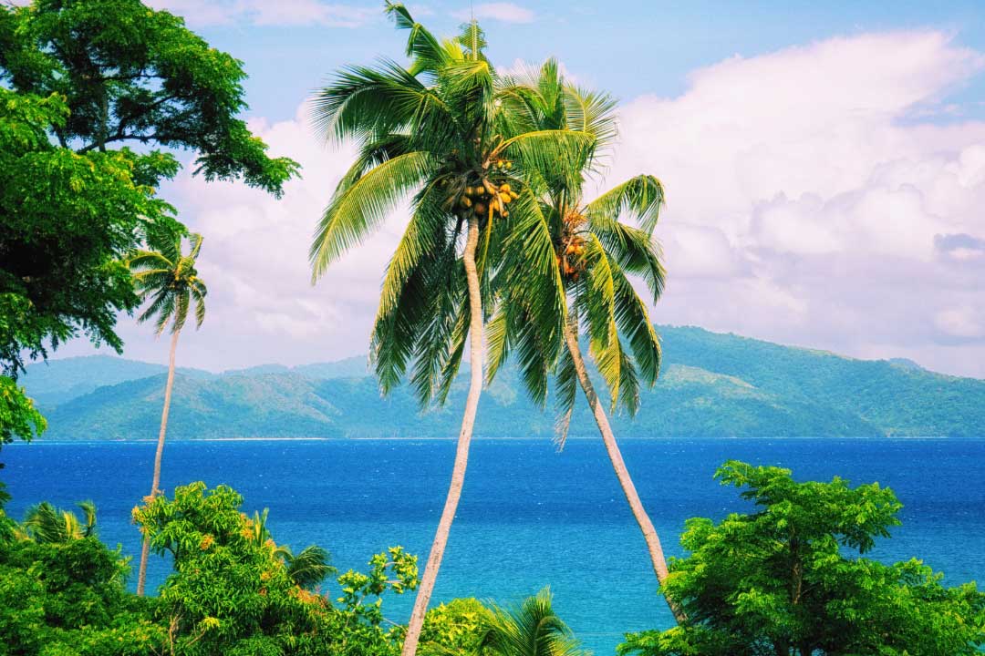 Palm trees in Fijian Island
